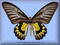 362-butterfly-Troides-Magellenus-Magellenus-(F)-Mindoro
