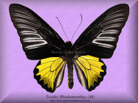 365-butterfly-Troides-Rhadamanthus-(M)-Philippines