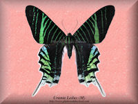 366-butterfly-Urania-Leilus-(M)