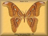 37-butterfly-Attacus-Supermanni-Moth-(M)