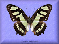 370-butterfly-Victorina-Stelenes-(M)-Peru
