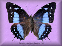 38-butterfly-Baeotus-Megisanis-Baeotus-(M)-Peru