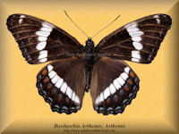 39-butterfly-Basilarchia-Arthemis-Arthemis