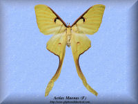 4-butterfly-Actias-Maenas-Moth-(F)-Bali