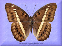 40-butterfly-Bassarona-Labotas-Pallesco-(M)-Buton-Island