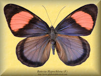 41-butterfly-Batesia-Hypochlora-(F)-Peru
