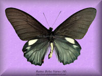 42-butterfly-Battus-belus-varus-(M)-Peru