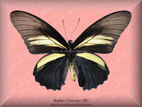 43-butterfly-Battus-Crassus-(M)-Peru