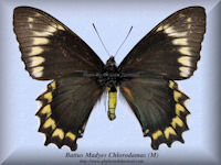 44-butterfly-Battus-Madyes-Chlorodamas-(M)-Peru