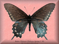 45-butterfly-Battus-Philenor-Philenor-Spring-f.-(M)-Peru