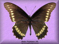 46-butterfly-Battus-Polydamas-(M)-Peru