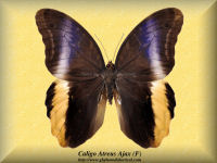 47-butterfly-Caligo-Atreus-Ajax-(F)-Colombia