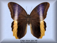 48-butterfly-Caligo-Atreus-Ajax-(M)-Colombia