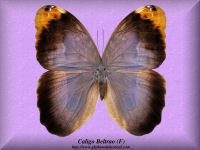 49-butterfly-Caligo-Beltrao-(F)-Santa-Catarina-Brasil