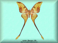 5-butterfly-Actias-Maenas-Moth-(M)-Bali