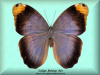 50-butterfly-Caligo-Beltrao-(M)-Santa-Catarina-Brasil