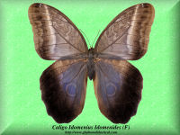 51-butterfly-Caligo-Idomenius-Idomenides-(F)-Peru