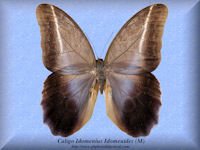 52-butterfly-Caligo-Idomenius-Idomenides-(M)-Peru