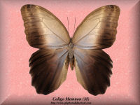 53-butterfly-Caligo-Memnon-(M)-Santander-Colombia