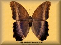 54-butterfly-Caligo-Phoklides-Oberthuri-(M)-Peru