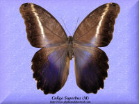 55-butterfly-Caligo-Superbus-(M)-Peru
