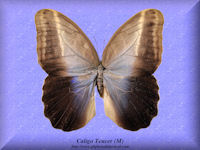 56-butterfly-Caligo-Teucer-(M)-Peru