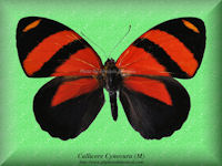 57-butterfly-Callicore-Cynosura-(M)