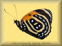 58-butterfly-Callicore-Cynosura-(M)-UNDERSIDE