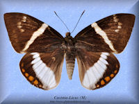 59-butterfly-Castnia-Licus-(M)-Peru