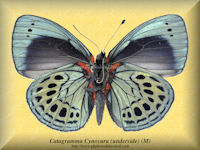 60-butterfly-Catagramma-Cynosura-Underside-(M)