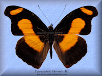 61-butterfly-Catonephele-Chromis-(M)-Peru
