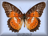 62-butterfly-Cethosia-Biblis-Picta-(M)-Sulawesi