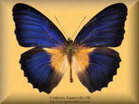 63-butterfly-Cethosia-Lamarcki-(M)-Timor