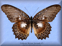 64-butterfly-Cethosia-Myrina-Sarnada-(F)-S.Sulawesi