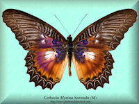 65-butterfly-Cethosia-Myrina-Sarnada-(M)-S.Sulawesi