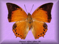 66-butterfly-Charaxes-Affinis-Affinis-(M)-Sulawesi