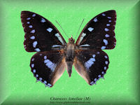 67-Butterfly-Charaxes-Ameliae-(M)