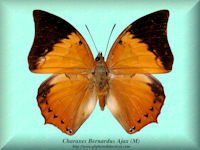 68-butterfly-Charaxes-Bernardus-Ajax-(M)-Sumatra