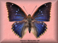 69-butterfly-Charaxes-Bipunctatus-(M)-RCA-