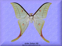7-butterfly-Actias-Selene-Moth-(M)-Thailand