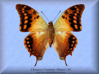 70-butterfly-Charaxes-Candiope-Malawi-(M)-Malawi