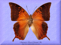 71-butterfly-Charaxes-Elwesi-Detani-(M)-Lombok