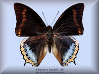 72-butterfly-Charaxes-Eurialis-(M)-Ceram