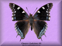 73-butterfly-Charaxes-Guderiana-(M)-Malawi