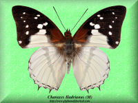 74-butterfly-Charaxes-Hadrianus-(M)-RCA