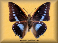 75-butterfly-Charaxes-Imperialis-(M)-Bambiri-RCA