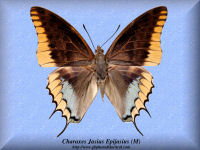 76-butterfly-Charaxes-Jasius-Epijasius-(M)-RCA