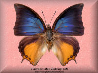 77-butterfly-Charaxes-Mars-Dohertyi-(M)-Sulawesi
