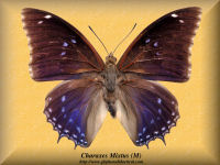 78-butterfly-Charaxes-Mixtus-(M)-RCA
