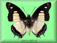 79-butterfly-Charaxes-Nobilis-(M)-RCA